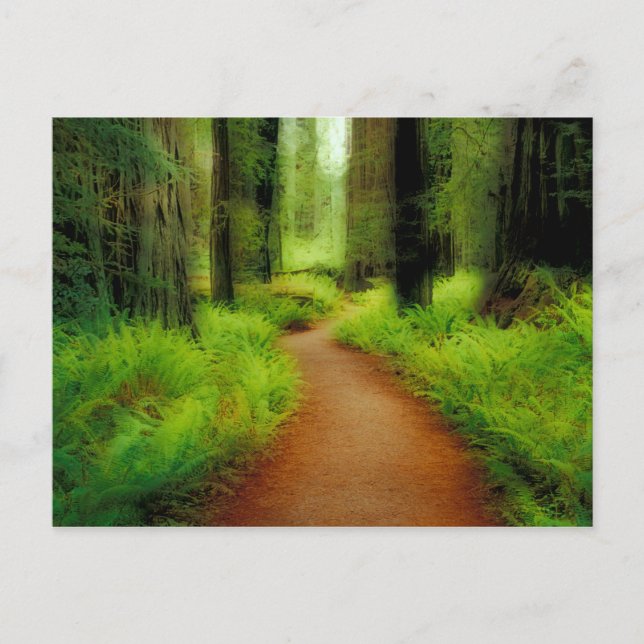 Postal NA, EE.UU., California, Jedediah Smith Redwoods (Anverso)