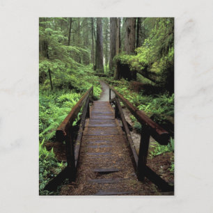 Postal NA, EE.UU., California, Jedidiah Smith Redwoods