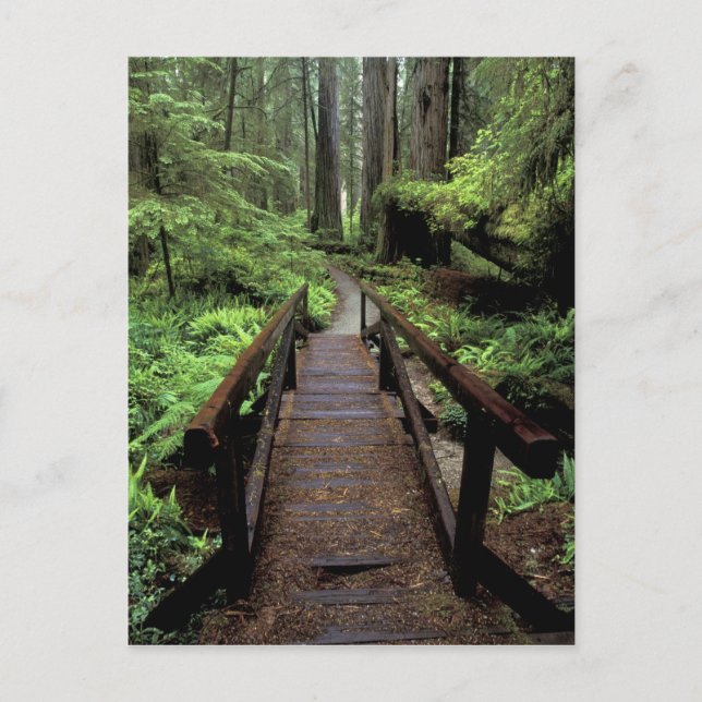 Postal NA, EE.UU., California, Jedidiah Smith Redwoods (Anverso)
