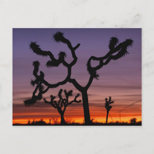 Postal NA, EE.UU., California. Joshua Tree National