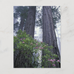 Postal NA, EE. UU., California. Parque Estatal Costa Del 