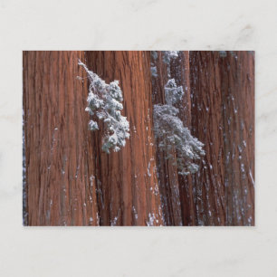 Postal NA, EE.UU., California. Parque Nacional Sequoia.