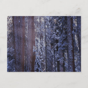 Postal NA, EE.UU., California. Parque Nacional Sequoia.2