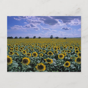 Postal NA, EE.UU., Kansas, cultivo de girasol