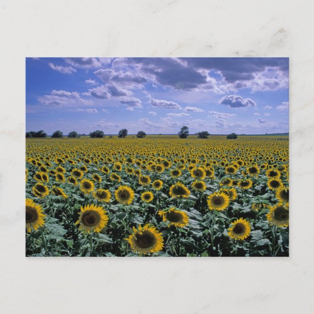Postal NA, EE.UU., Kansas, cultivo de girasol (Anverso)