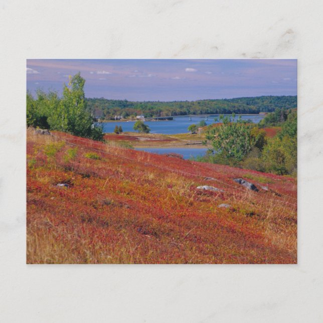 Postal NA, EE.UU., Maine. Blueberry Barrens. (Anverso)