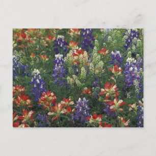 Postal NA, EE. UU., Texas, cerca de Marble Falls, Pincel