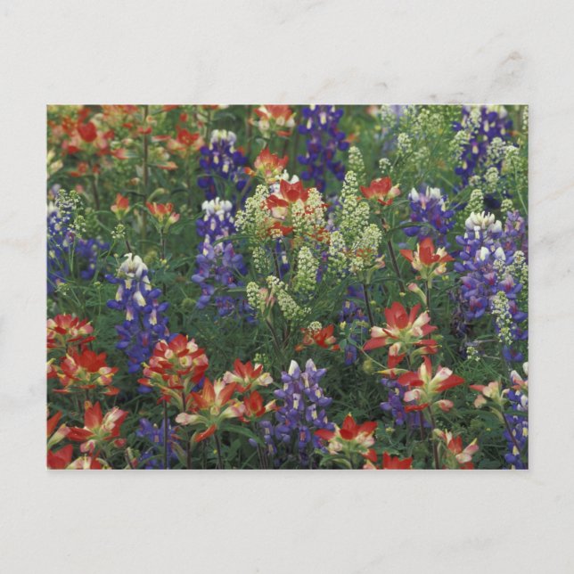 Postal NA, EE. UU., Texas, cerca de Marble Falls, Pincel (Anverso)