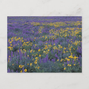 Postal NA, EE.UU., Washington Dalles, Lupine y