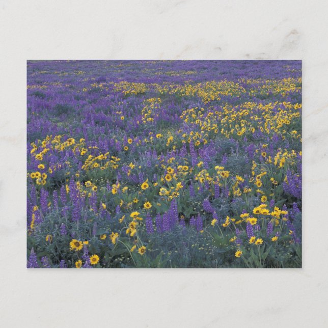 Postal NA, EE. UU., Washington Dalles, Lupino y (Anverso)