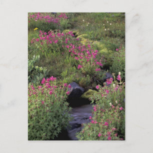 Postal NA, EE.UU., Washington, Monte Rainier NP, Pink