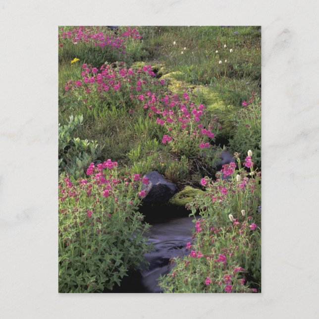 Postal NA, EE.UU., Washington, Monte Rainier NP, Pink (Anverso)