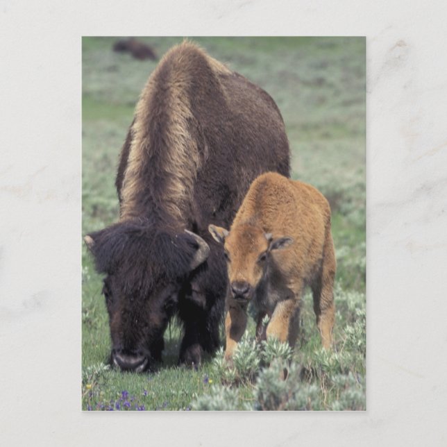 Postal NA, EE.UU., Wyoming, Parque Nacional Yellowstone. (Anverso)