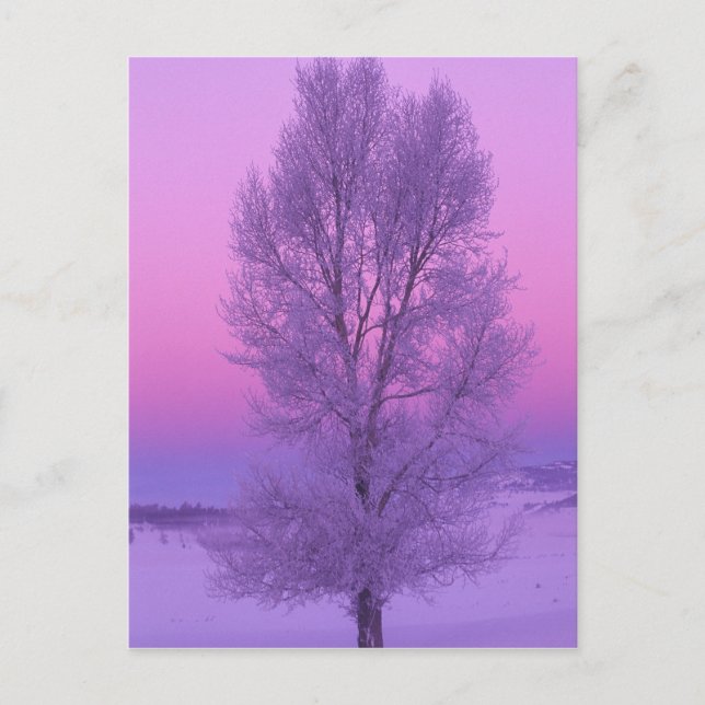 Postal NA, EE.UU., Wyoming, Yellowstone NP, Paisaje (Anverso)