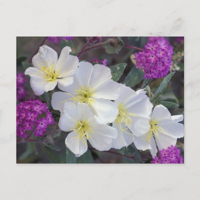 Postal NA, Estados Unidos, California, Estado del Desiert (Anverso)