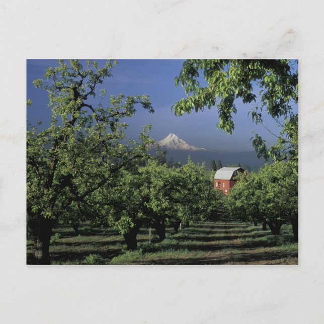 Postal NA, los E.E.U.U., Oregon, cerca de la capilla de (Anverso)