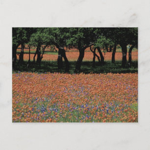 Postal NA, Texas, Texas Hill Country, presa de Buchan,