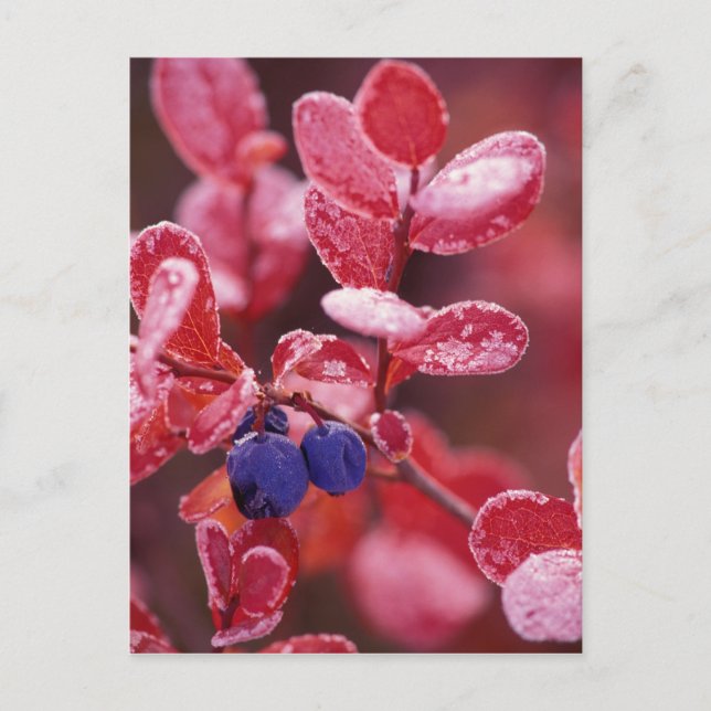 Postal NA, USA, Alaska, Denali NP, Blue berries en (Anverso)