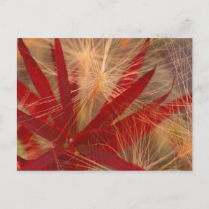 Postal NA, USA, Alaska, Denali NP, Fireweed y Wild