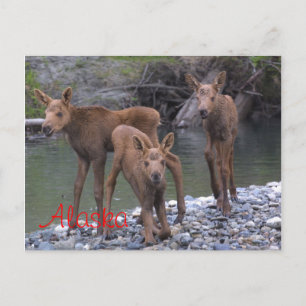 Postal Nacido En Alaska