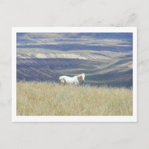 Postal Nacido libre Mustang Horse