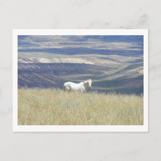 Postal Nacido libre Mustang Horse (Anverso)