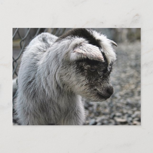 Postal Nacido nuevo (Anverso)