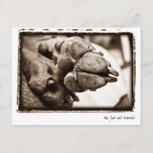 Postal Nación de Weimaraner: "El Pie Bien Viajado"