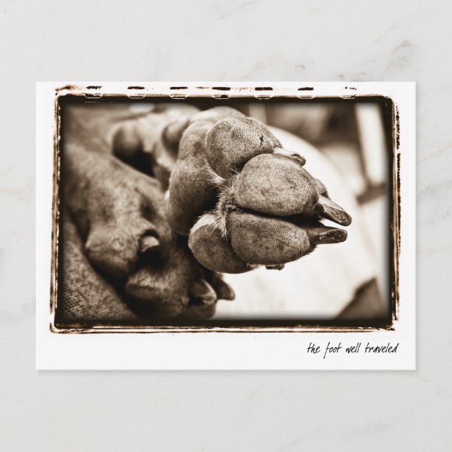 Postal Nación de Weimaraner: "El Pie Bien Viajado" (Anverso)