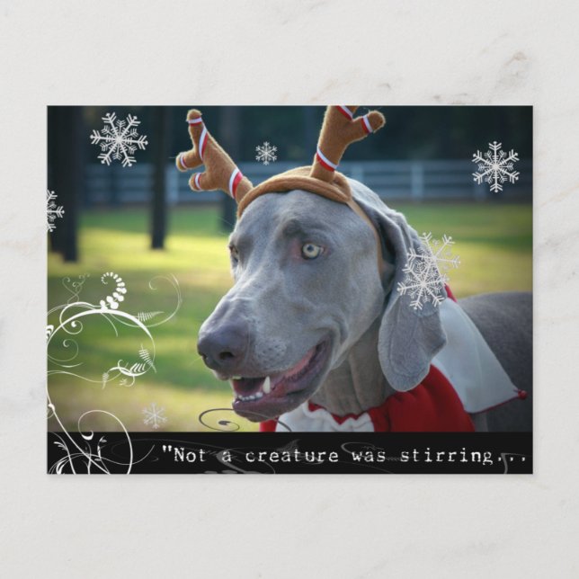 Postal Nación de Weimaraner : "No se agitaba una criatura (Anverso)
