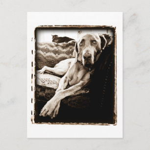 Postal Nación de Weimaraner: "Presidenta de Ballou"