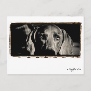 Postal Nación de Weimaraner: "Una mirada reflexiva"