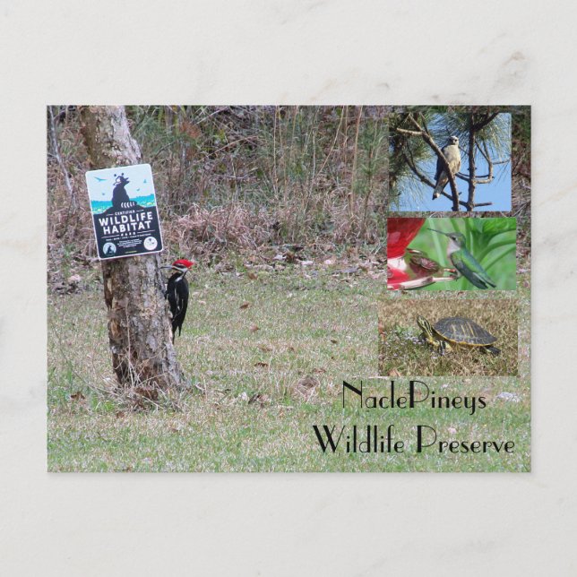 Postal Nacle Pineys Postcard (Anverso)