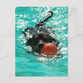 Postal ¡Nadando Dachshund!