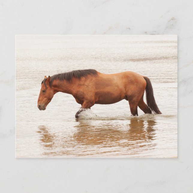 Postal Nado matutino para un caballo (Anverso)