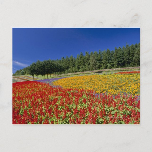 Postal Nakafurano, Sorachi, Hokkaido, Japón (Anverso)