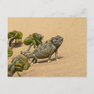 Postal Namaqua Chameleon sobre la arena del desierto con 