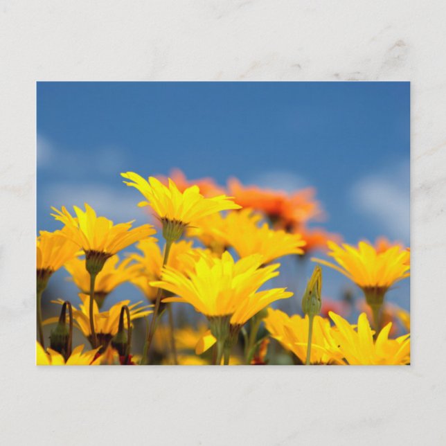 Postal Namaqualand Daisies, naranja Y Amarillo (Anverso)