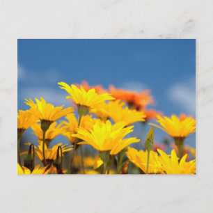 Postal Namaqualand Daisies, naranja Y Amarillo
