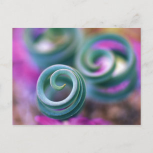 Postal Namaqualand del sur, hojas de lirio curvo. Crédito