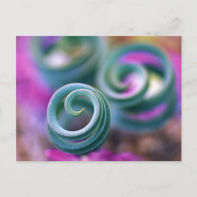 Postal Namaqualand del sur, hojas de lirio curvo. Crédito (Anverso)