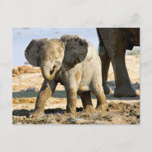 Postal Namibia, África: Elefante africano bebé