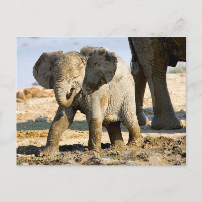 Postal Namibia, África: Elefante africano bebé (Anverso)