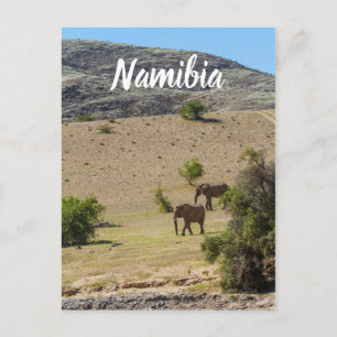 Postal Namibia África Huab Río Elephant Damaraland