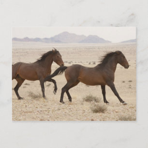 Postal Namibia, Aus. Caballos salvajes corriendo en el Na