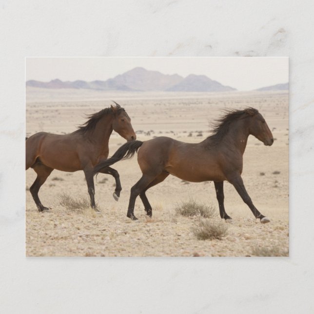 Postal Namibia, Australia. Caballos salvajes corriendo en (Anverso)