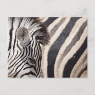 Postal Namibia, Parque Nacional Etosha. Detalles de dos