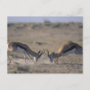 Postal Namibia, Parque Nacional Etosha, Dos machos