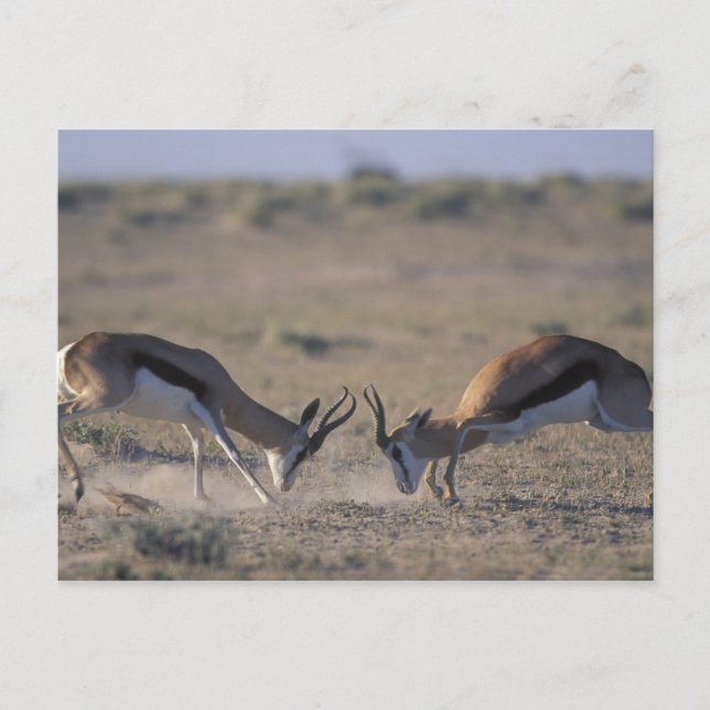 Postal Namibia, Parque Nacional Etosha, Dos machos (Anverso)