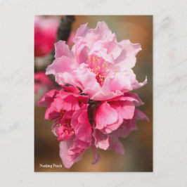 Postal Nanking Peach [postal]